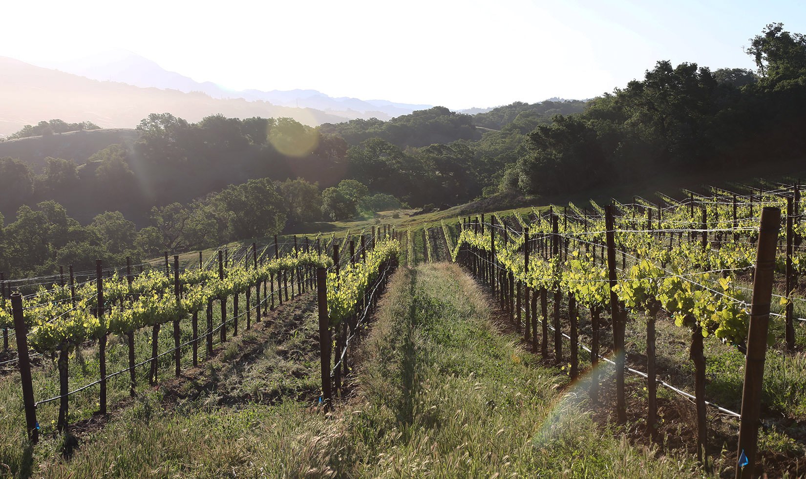 Grapevine Plant Growing Time Lapse Video | Jordan Cabernet Grapes