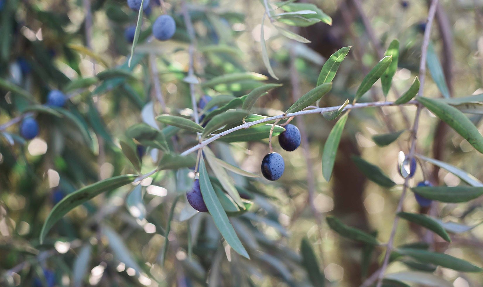 2015 Olive Harvest Sonoma County  Jordan Winery Extra Virgin Olive Oil