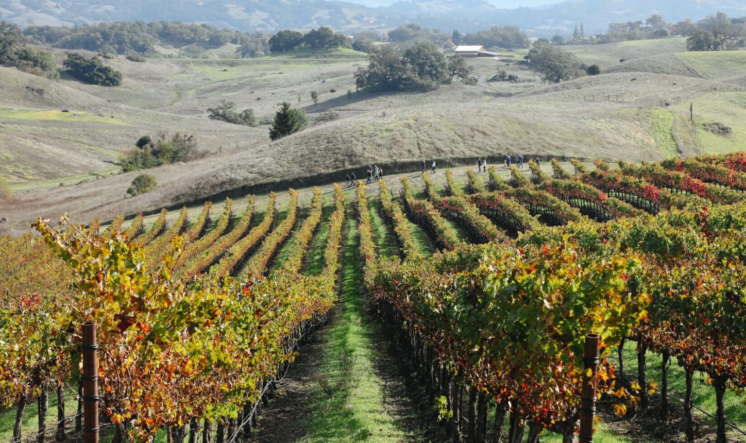 Sonoma Vineyard Hike November 13 | Sonoma Hiking Trails | Jordan Winery