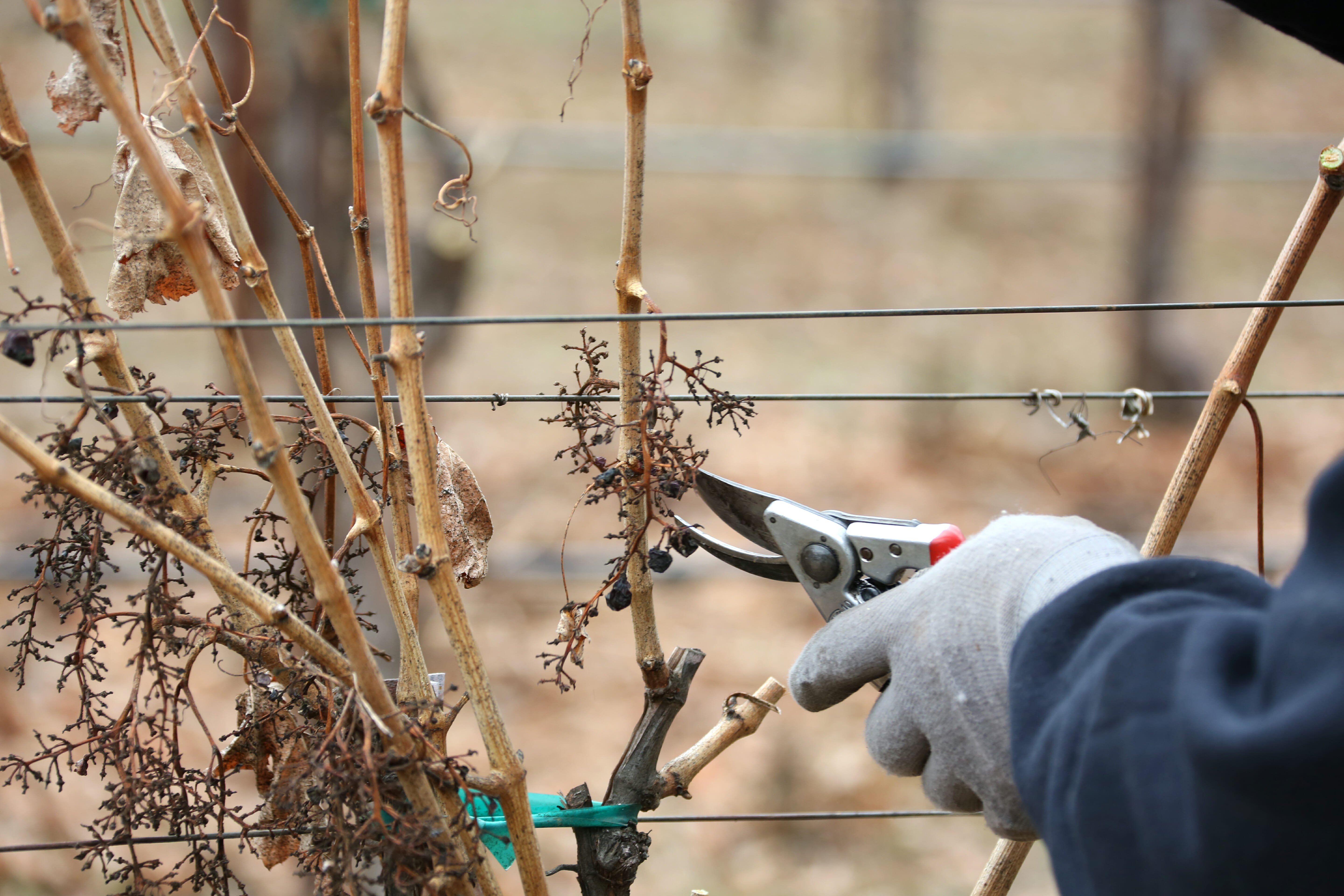 1 28 14 Jordan Estate Grapevine Pruning How To Prune A Vineyard Malbec 04 