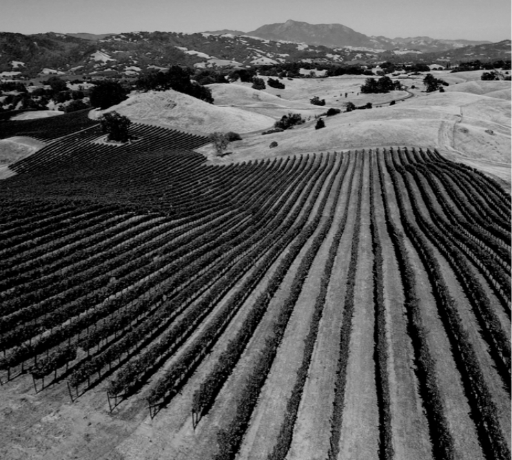 Historical photo of vineyard at Jordan Winery