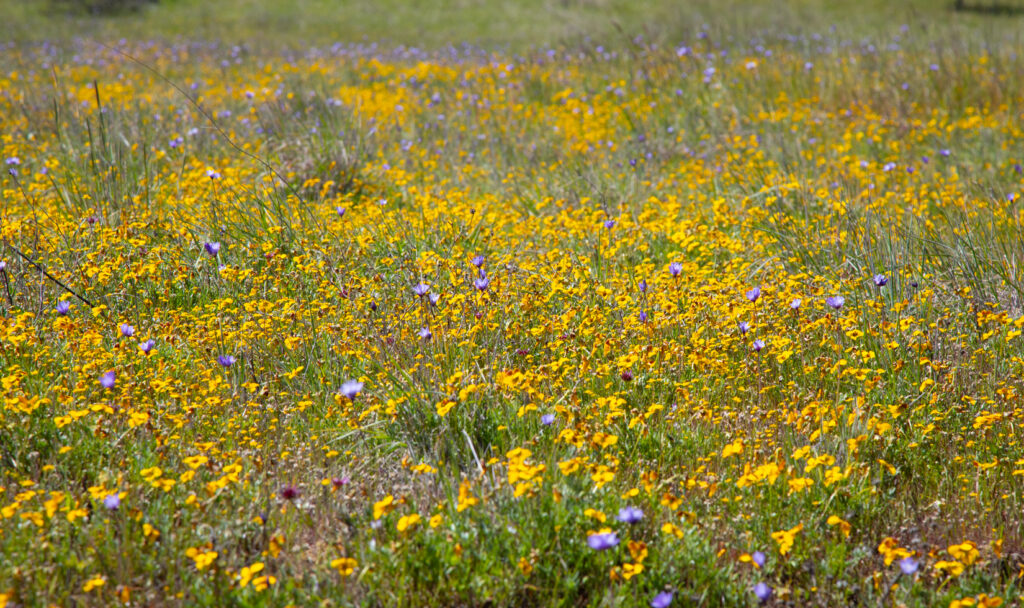 Earth Week Vineyard Hike | Sonoma Hiking Trails | Jordan Winery