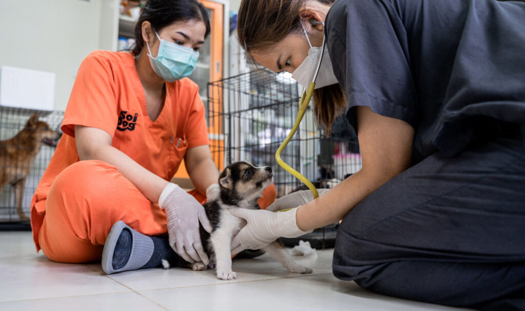 two veterinarians examining puppy with stethoscope