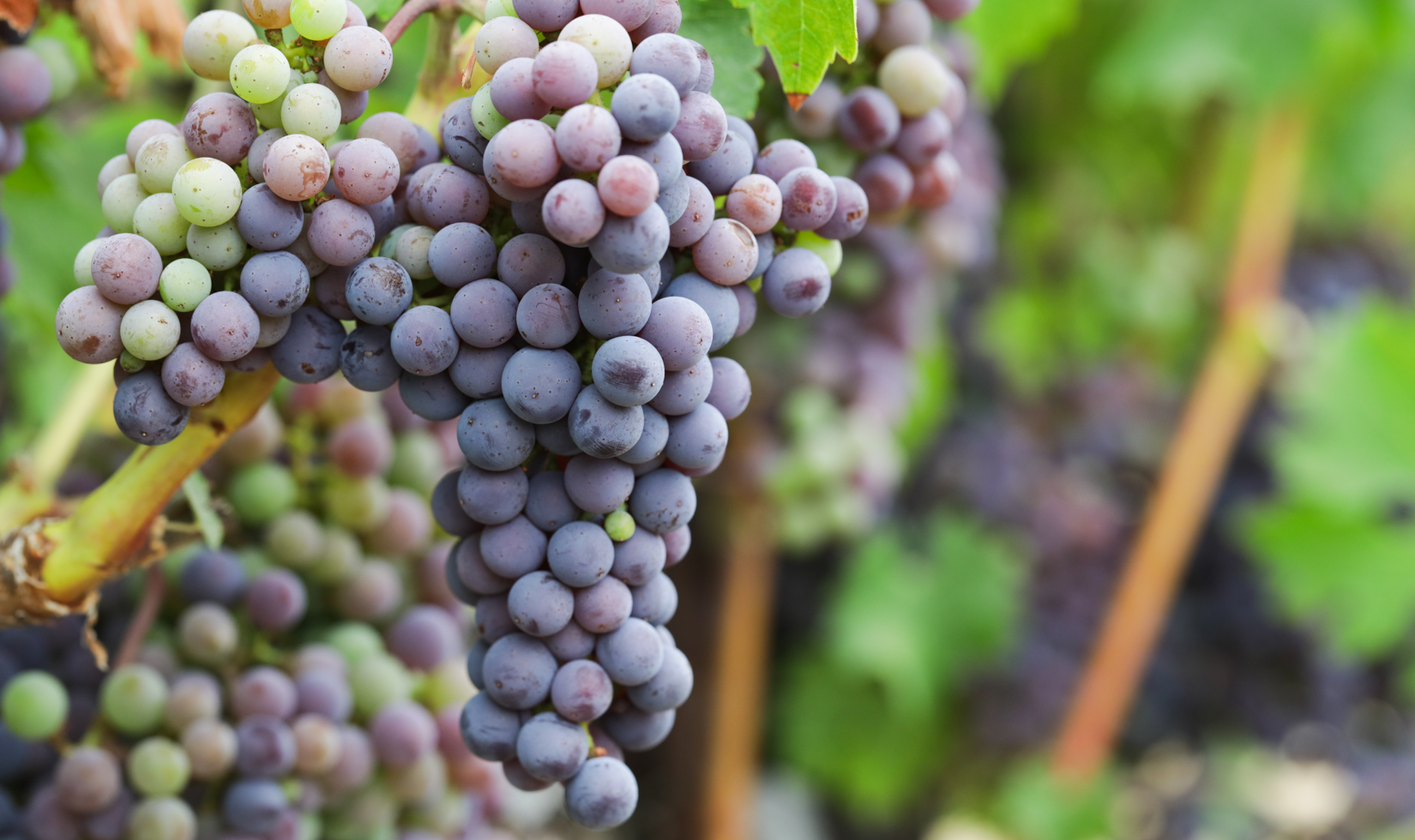 Cabernet Sauvignon grape clusters on vine