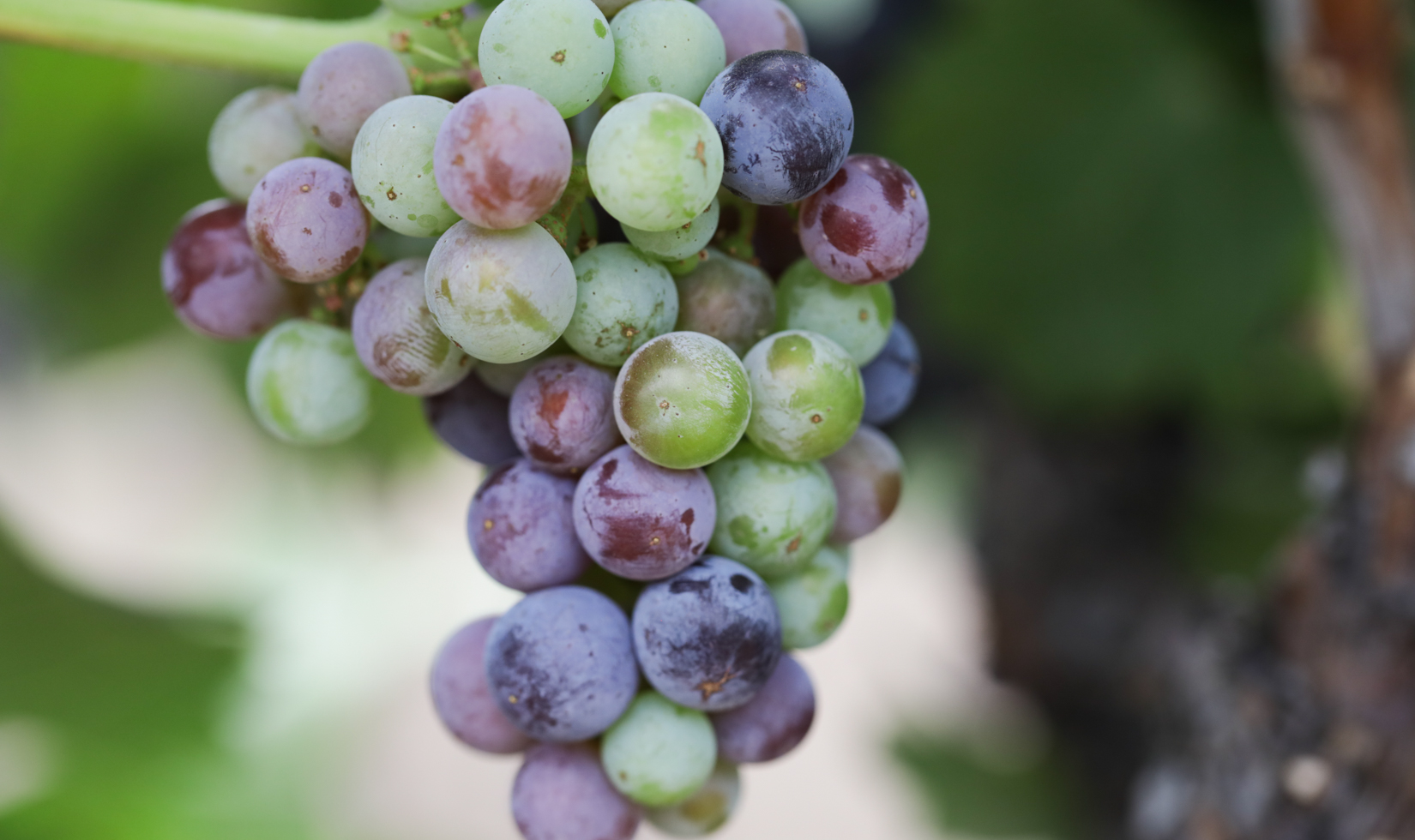 veraison on merlot grape cluster in vineyard. mix of green and purple berries on cluster.