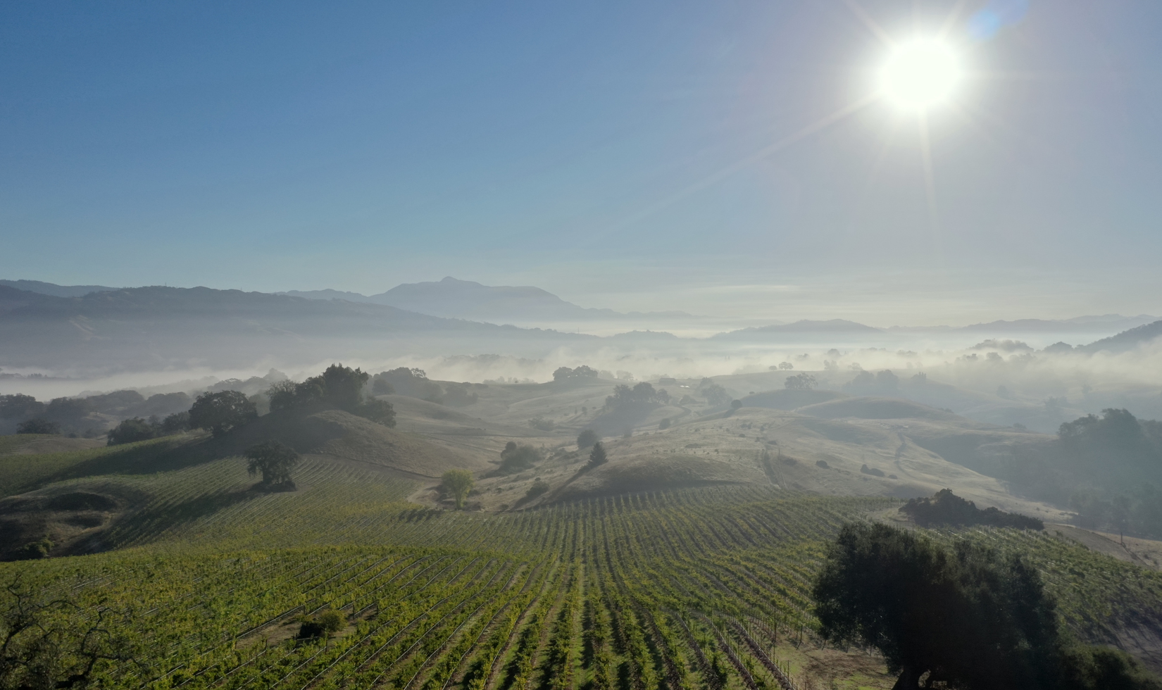 aerial of estate vineyards with trees, mountains and fog in the distance