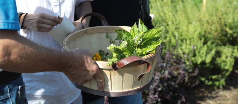 person holding basket full of basil and garden herbs
